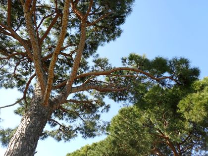 Verde pubblico, censite e mappate 4.236 piante. Nesto e Ballarin: Conoscere e programmare per rigenerare il territorio
