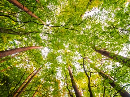 Cavallino-Treporti investe nel verde: al via gli interventi di potatura e abbattimento per la sicurezza del territorio Cavallino-Treporti investe nel verde: al via gli interventi di potatura e abbattimento per la sicurezza del territorio