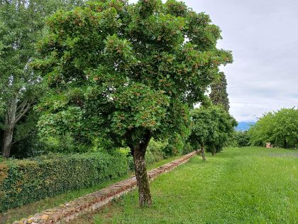 Iniziativa Alberi per la Pianura Veneta