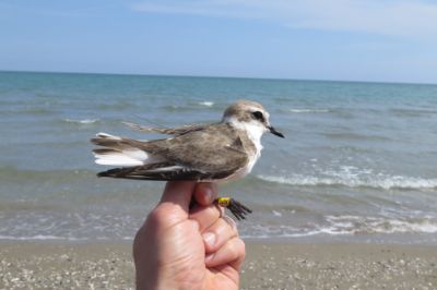 Fratino