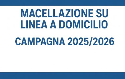 immagine suini