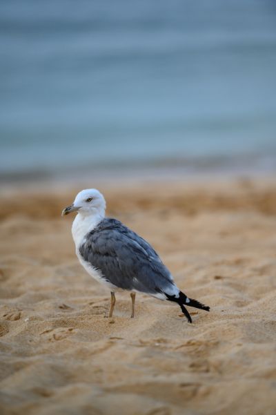 Gabbiano sulla spiaggia