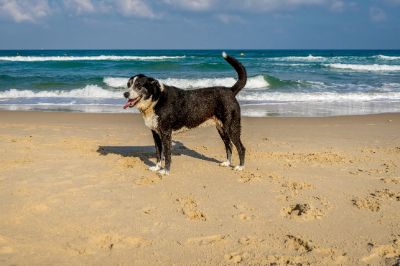 old-dog-standing-beach-sand-with-beautiful-ocean-cloudy-blue-sky-background