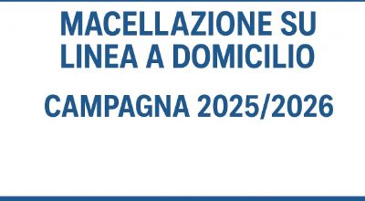 immagine suini immagine suini