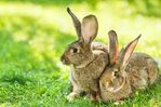 immagine di conigli